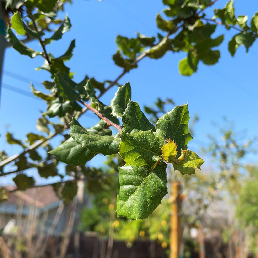 Evergreen Trees C&J Gardening Center