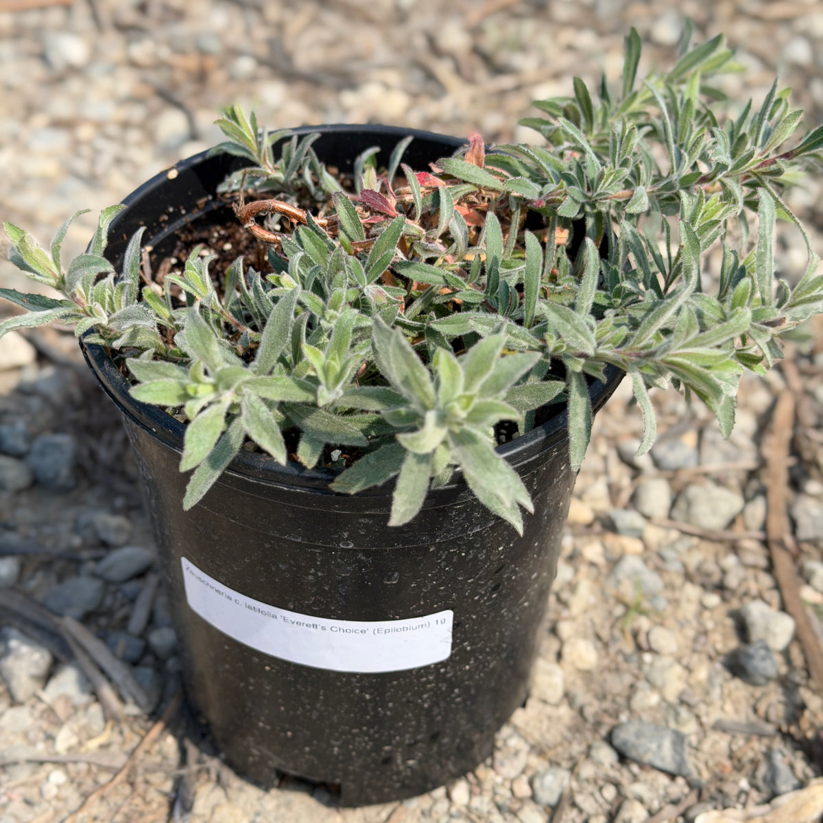 California Fuchsia | C&J Gardening Center