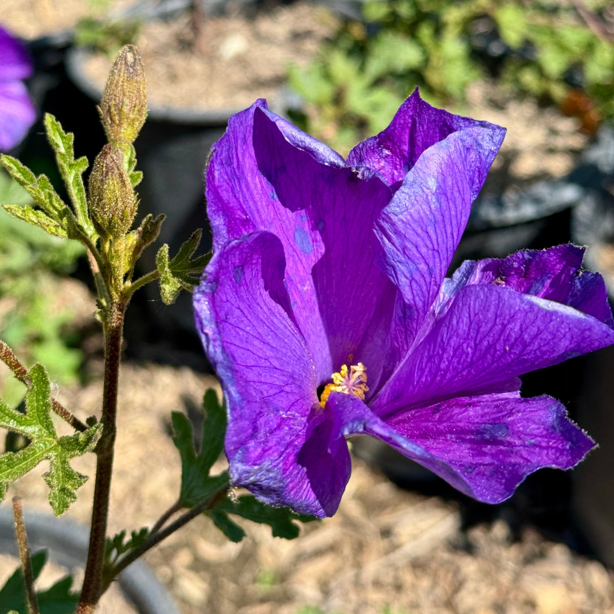 藍芙蓉| C&J Gardening Center