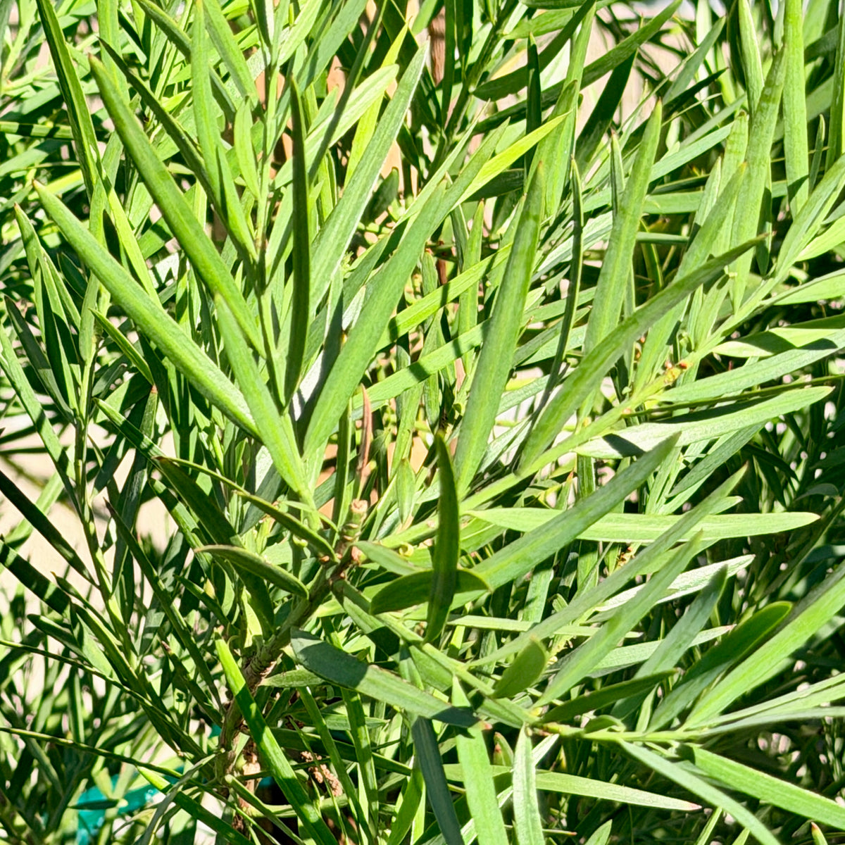 podocarpus gracilior Fern Pine - Podocarpus Gracilior