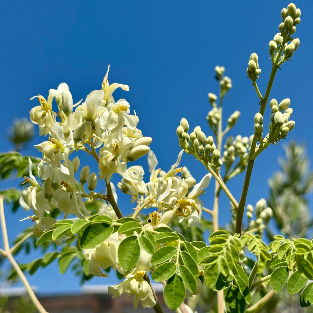 Moringa Oleifera Flower moringa-oleifera-flower