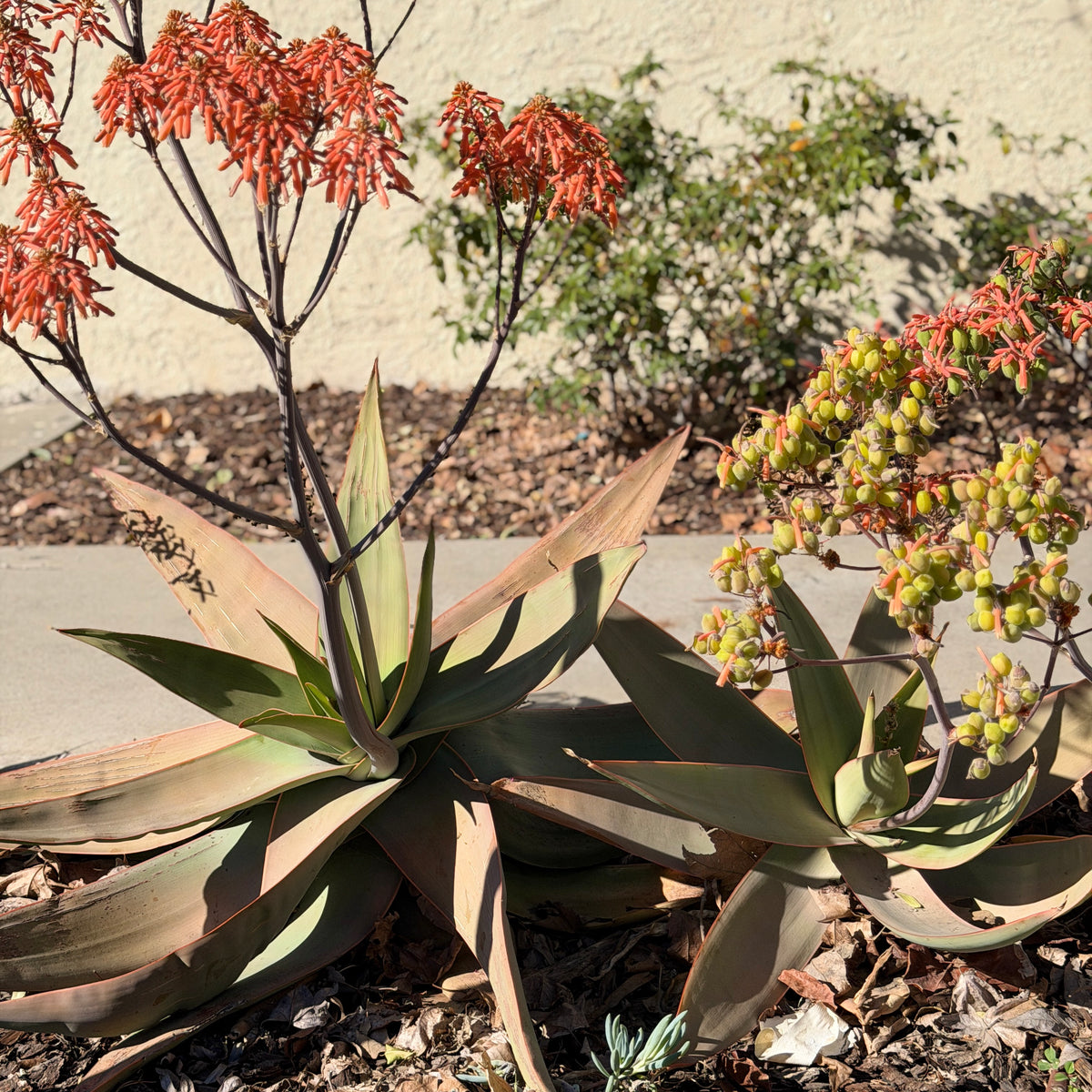 coral aloe Coral Aloe