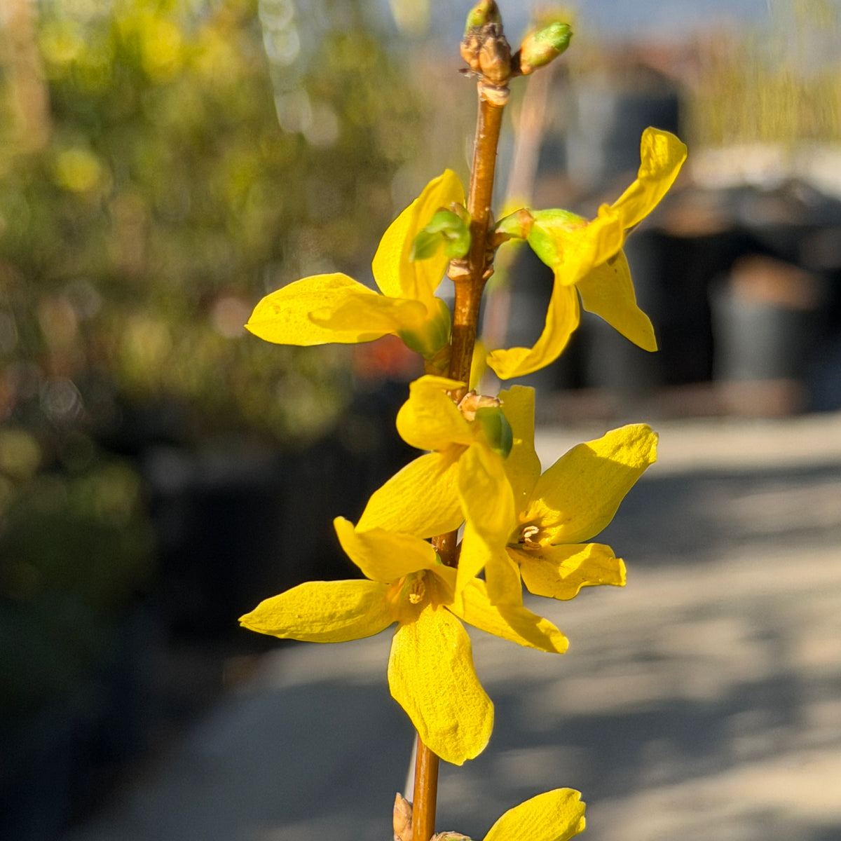 アイドル forsythiagoldenbells Forsythia - Golden Bells | C&J Gardening Center