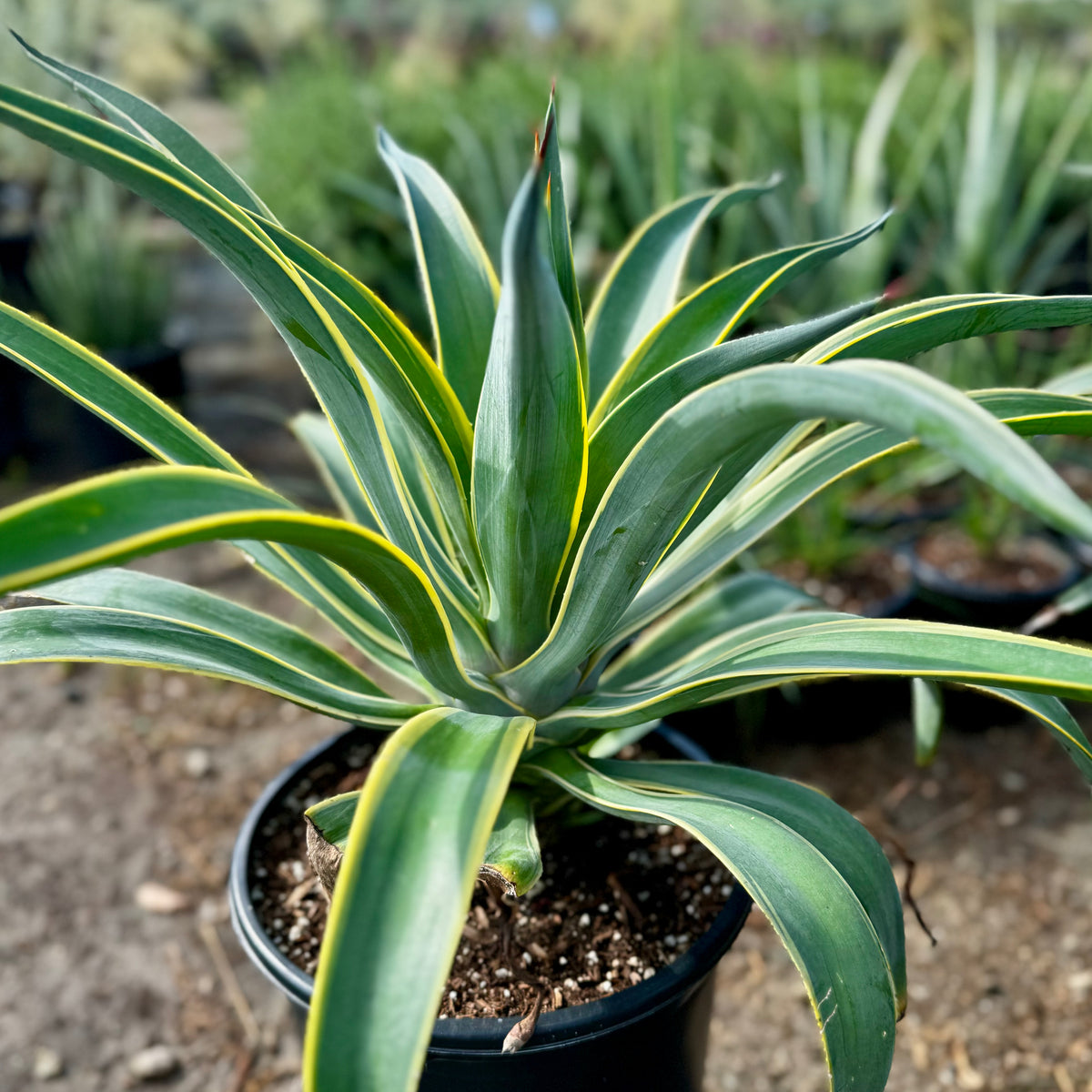 Variegated Smooth Agave