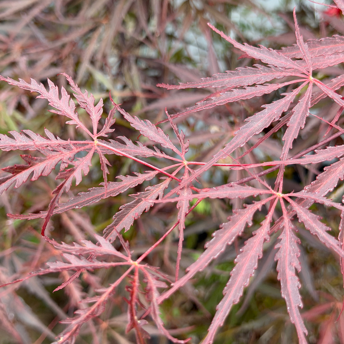Crimson Queen Japanese Maple | C&J Gardening Center