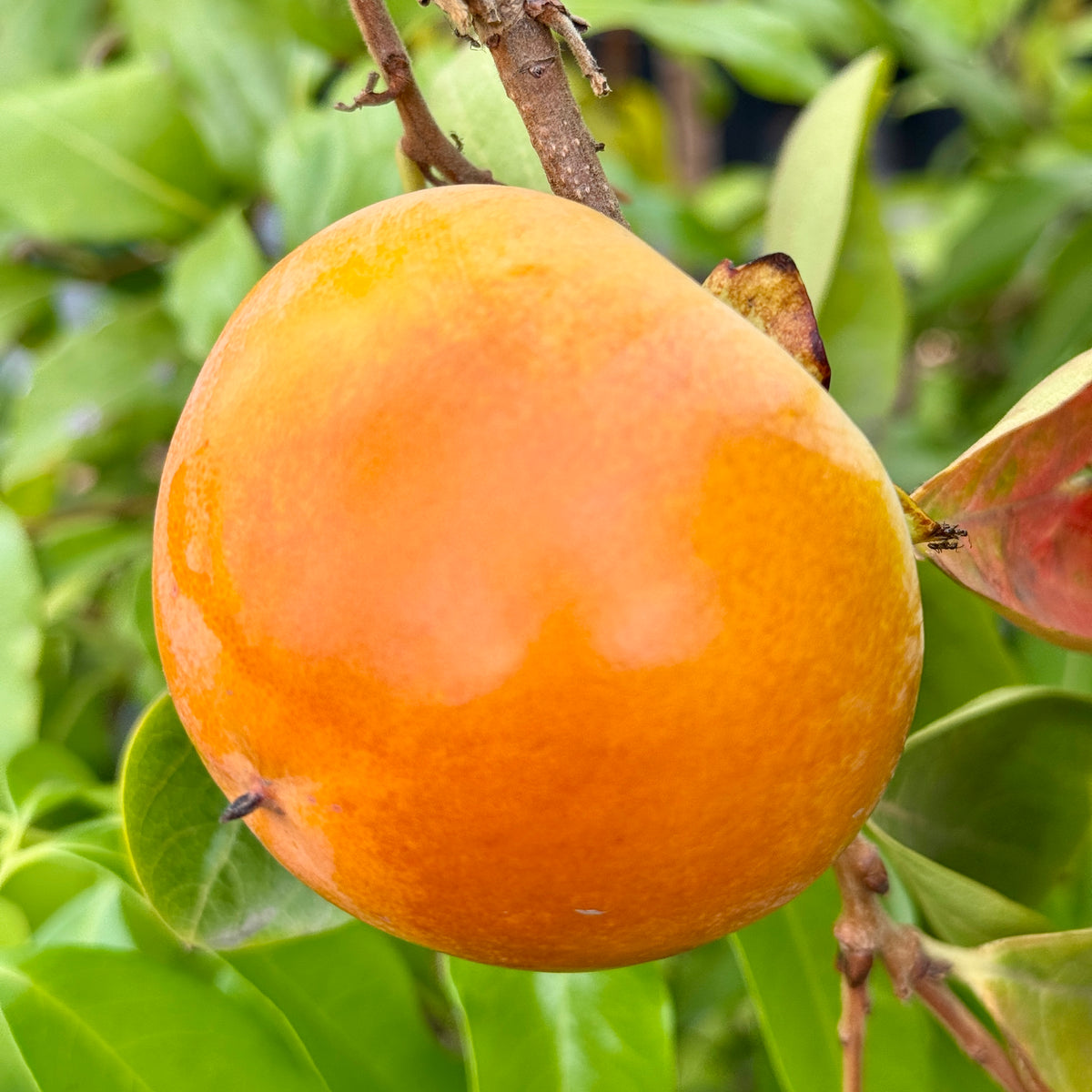 Coffeecake Persimmon | C&J Gardening Center