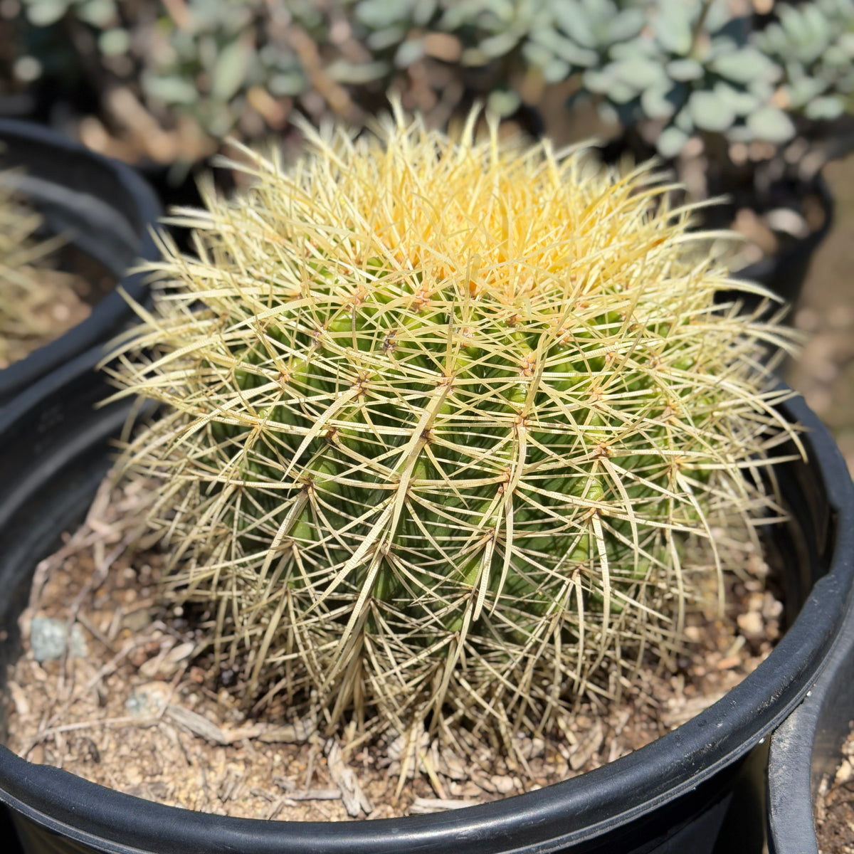 Golden Barrel Cactus