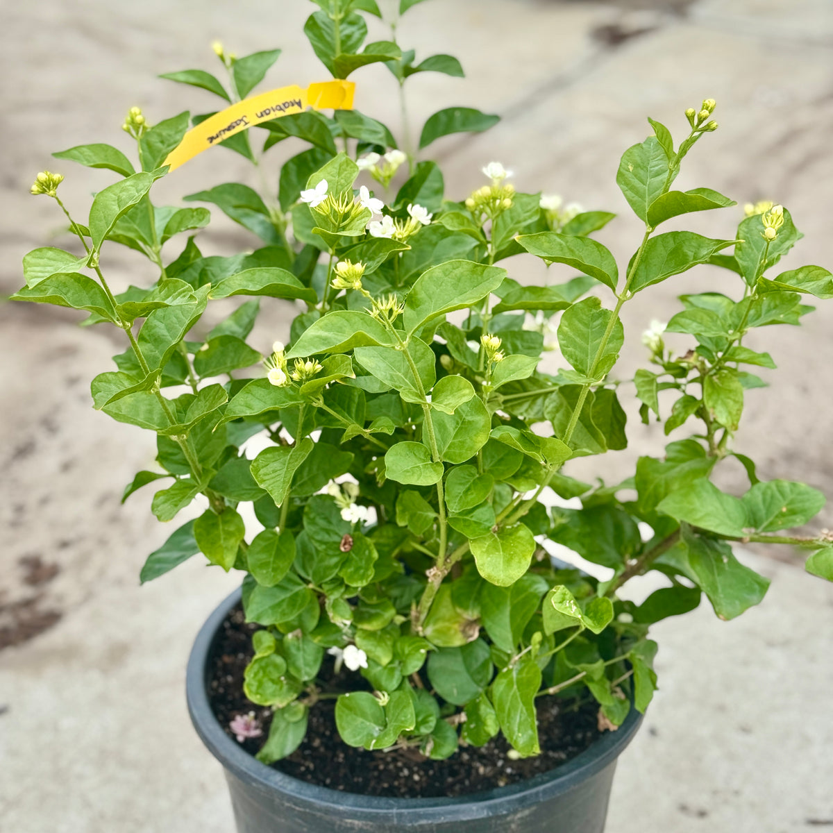 Maid of Orleans Arabian Jasmine