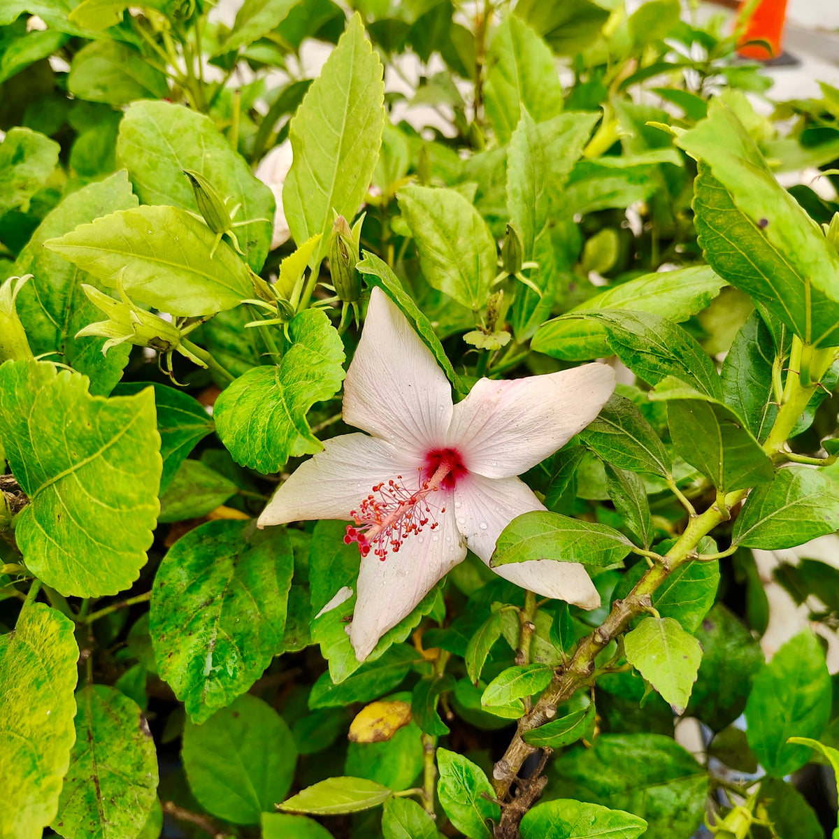 Single White Hibiscus | C&J Gardening Center
