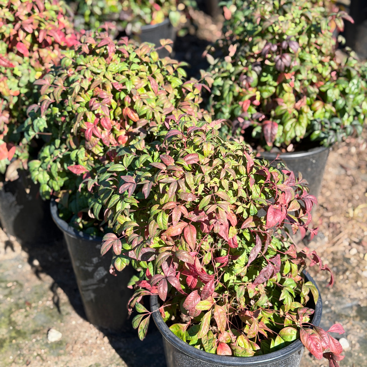 Dwarf Heavenly Bamboo | C&J Gardening Center