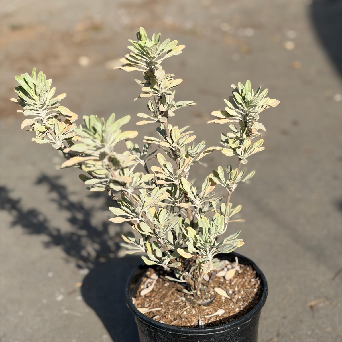 Celestial Blue Sage | C&J Gardening Center