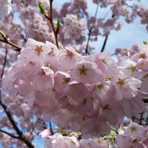 Akebono Yoshino Flowering Cherry
