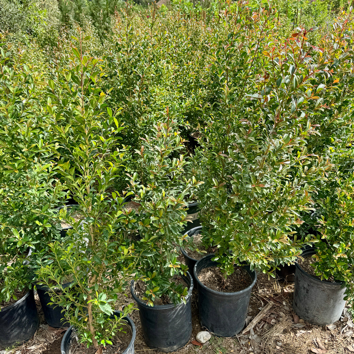 syzygium pani indoor plant Brush Cherry