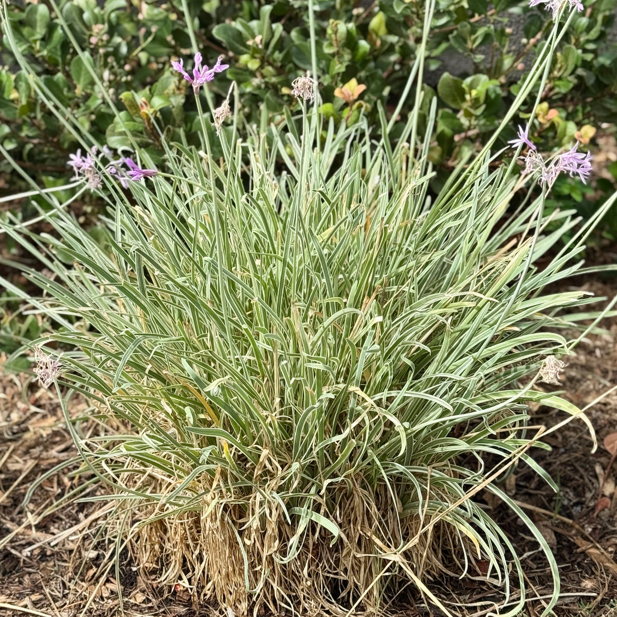 Variegated Society Garlic