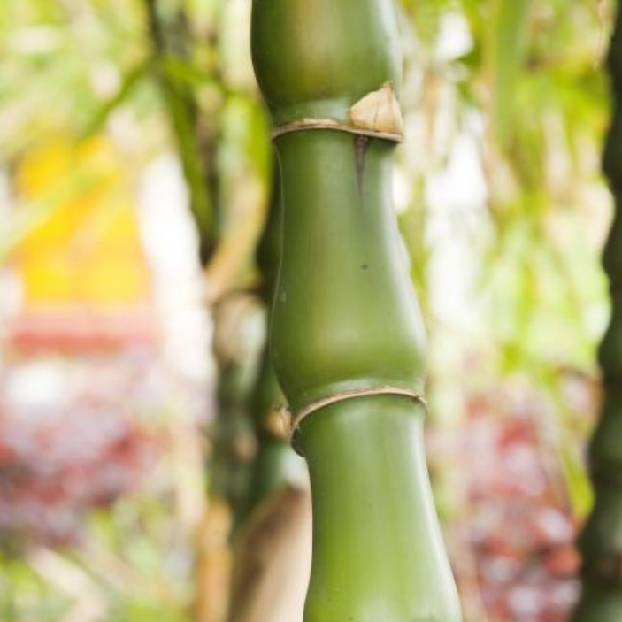 buddha bamboo plant Buddha Belly Bamboo