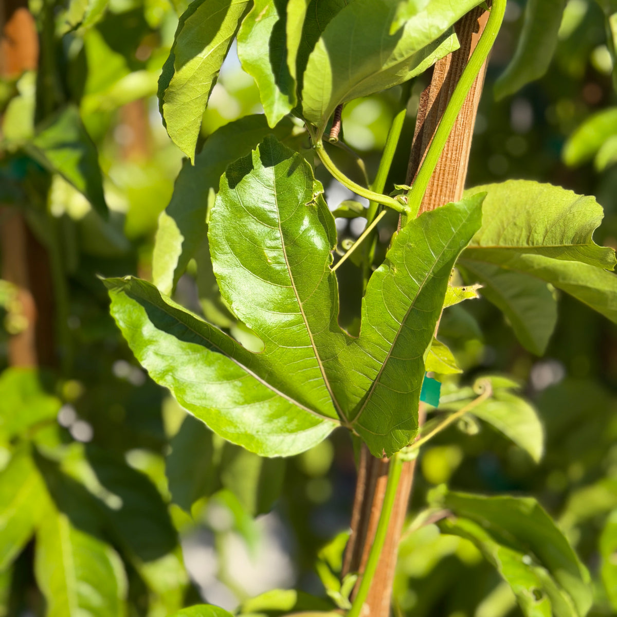 passiflora edulis plant Passion Fruit