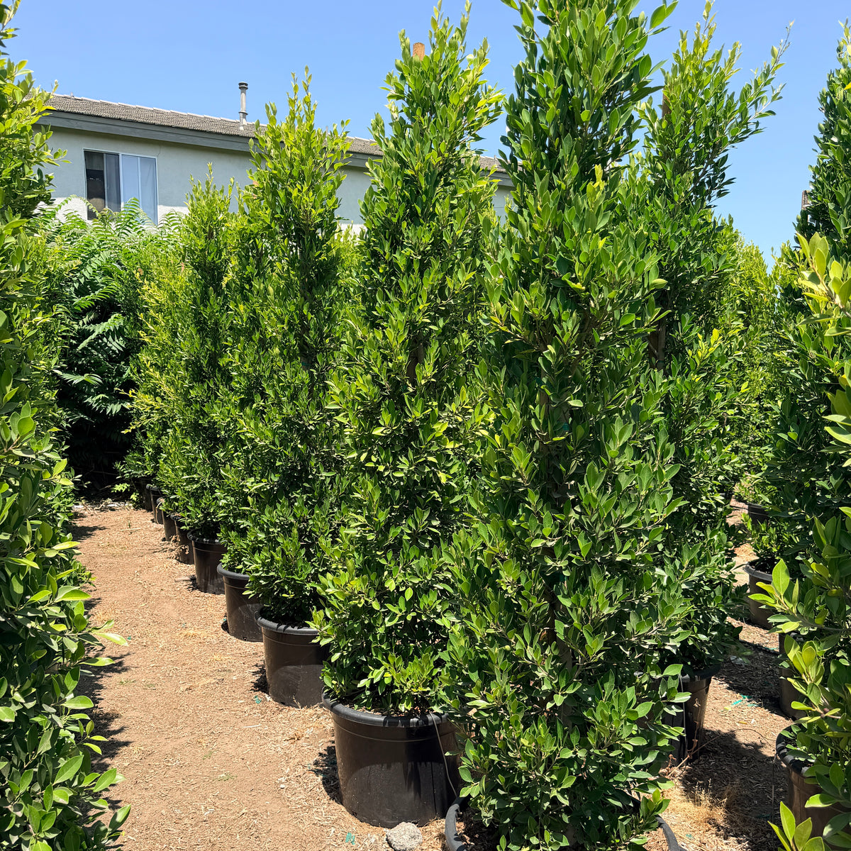 Indian Laurel Columns - Ficus nitida | C&J Gardening Center