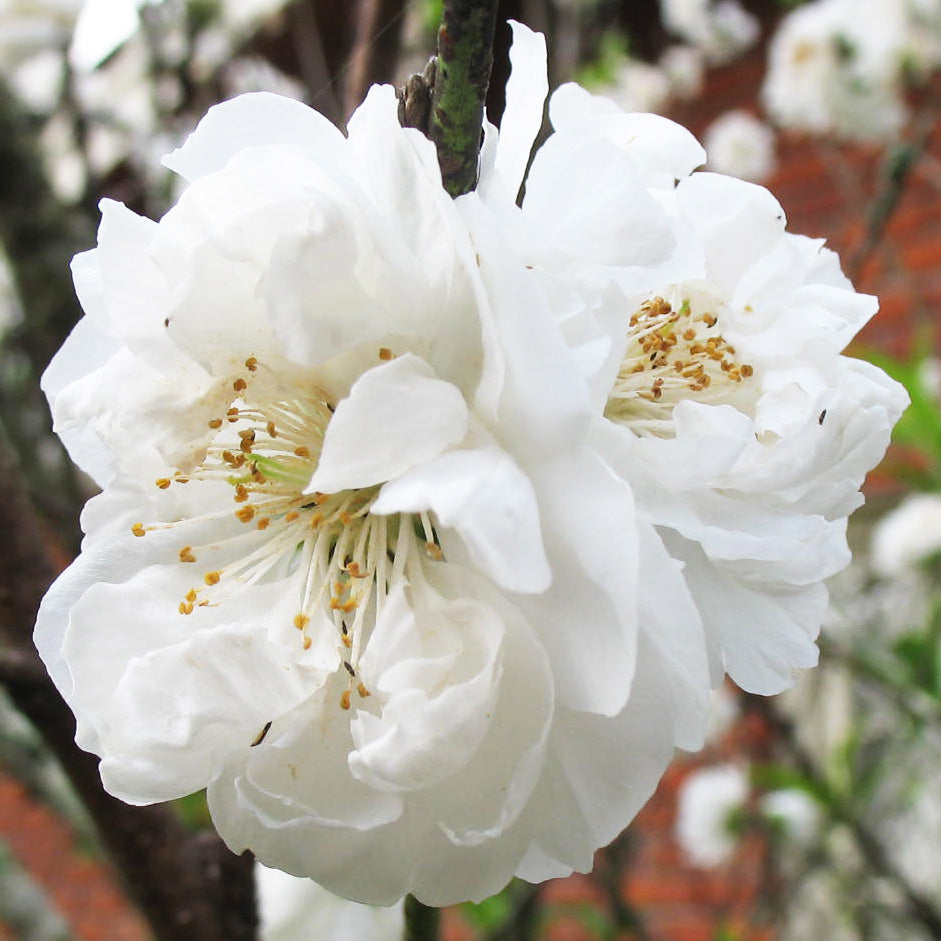 Double White Flowering Peach | C&J Gardening Center