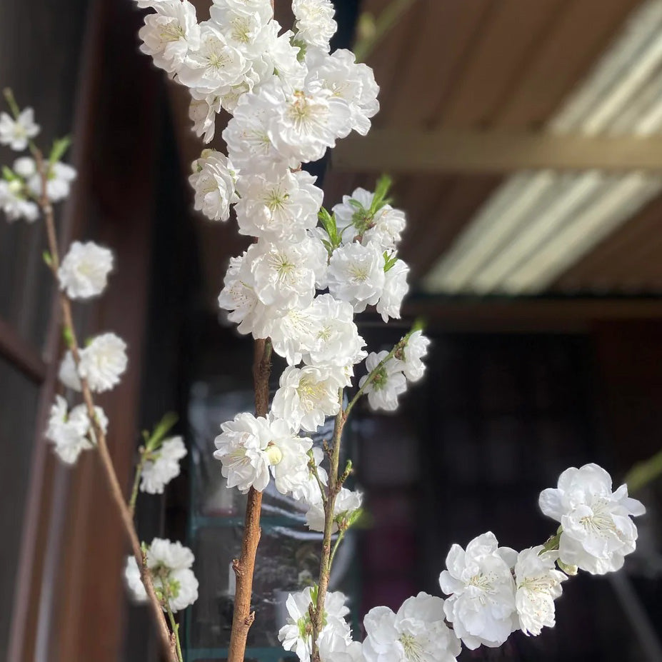 Double White Flowering Peach | C&J Gardening Center