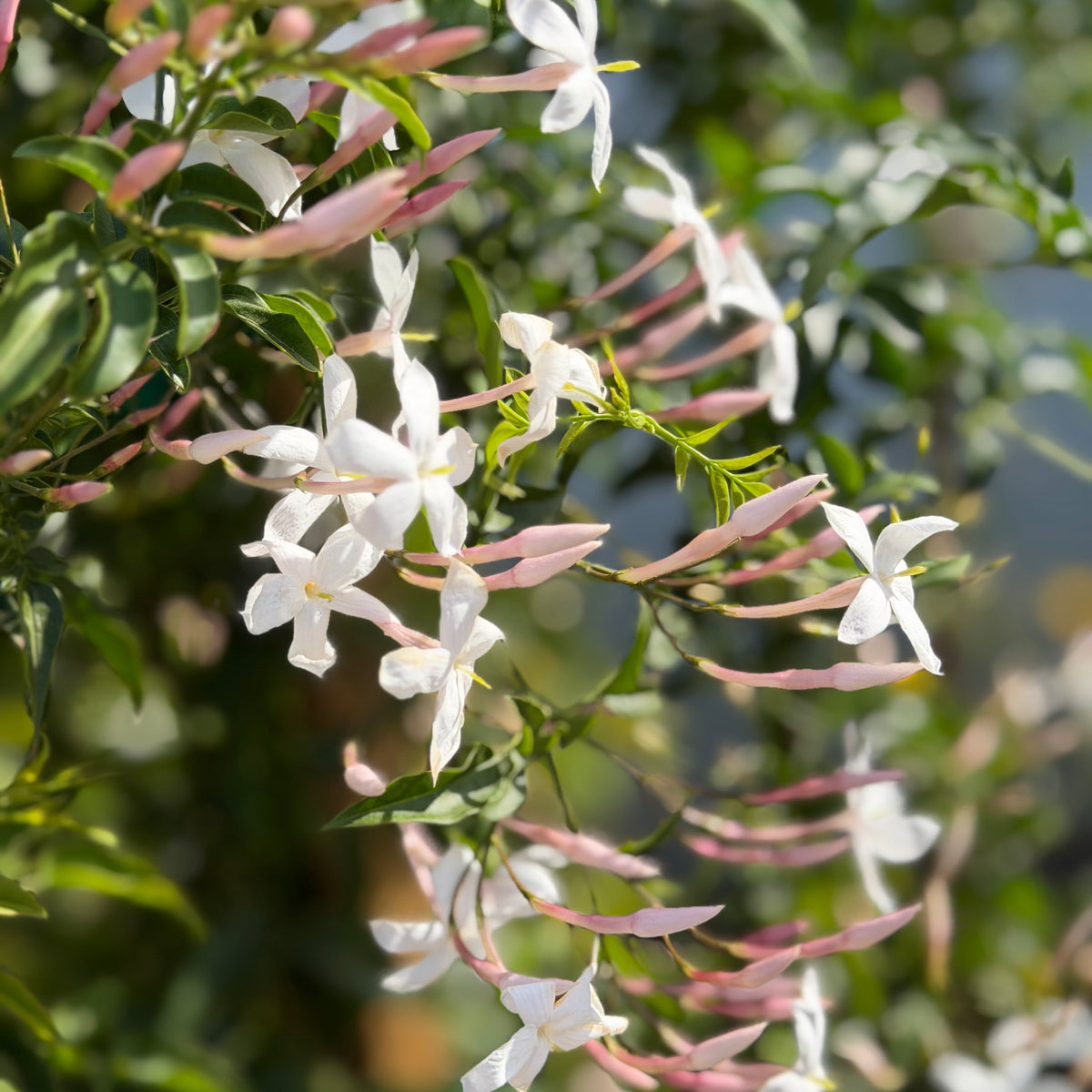 Pink Jasmine Vine | C&J Gardening Center