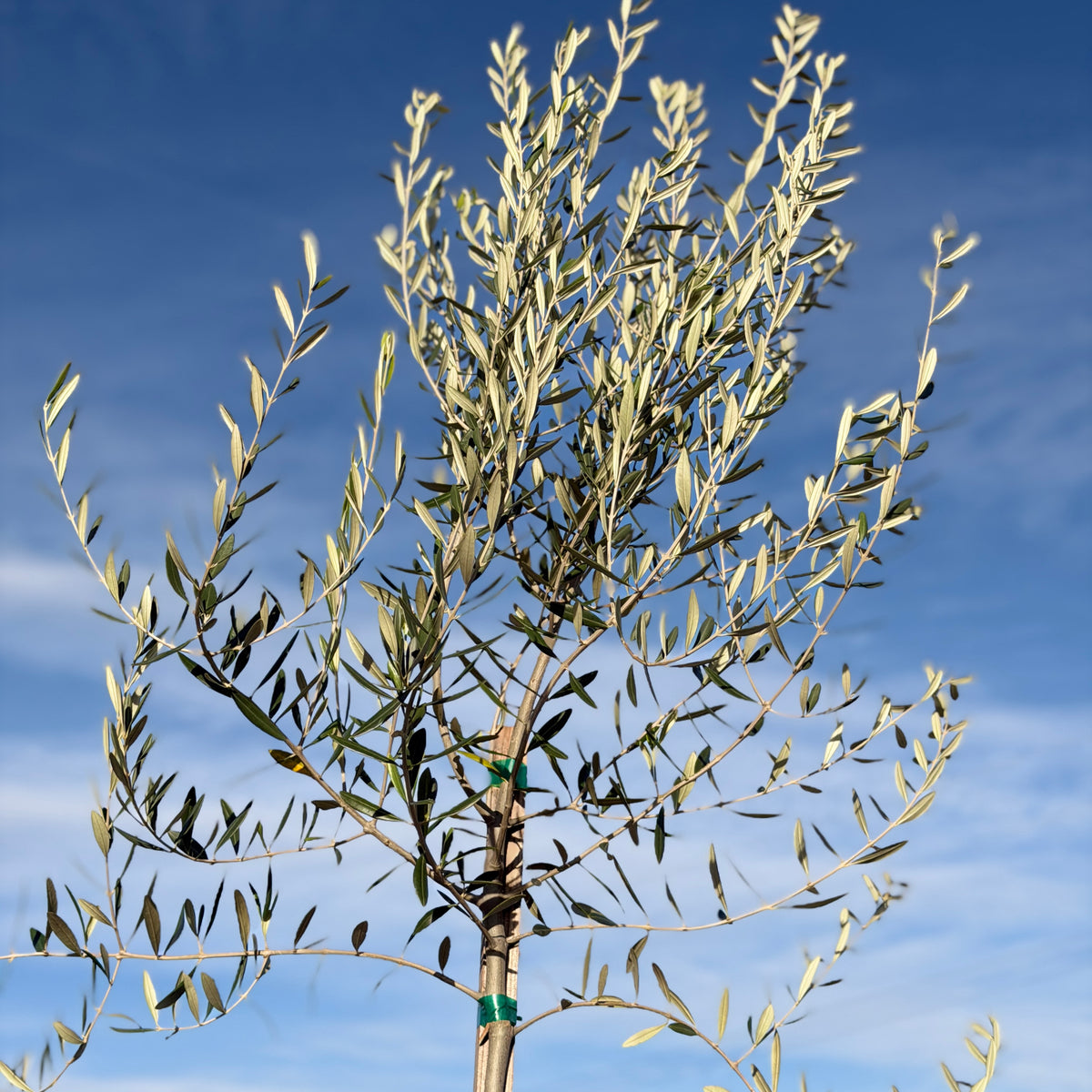 Fruitless Olive Tree Standard | C&J Gardening Center