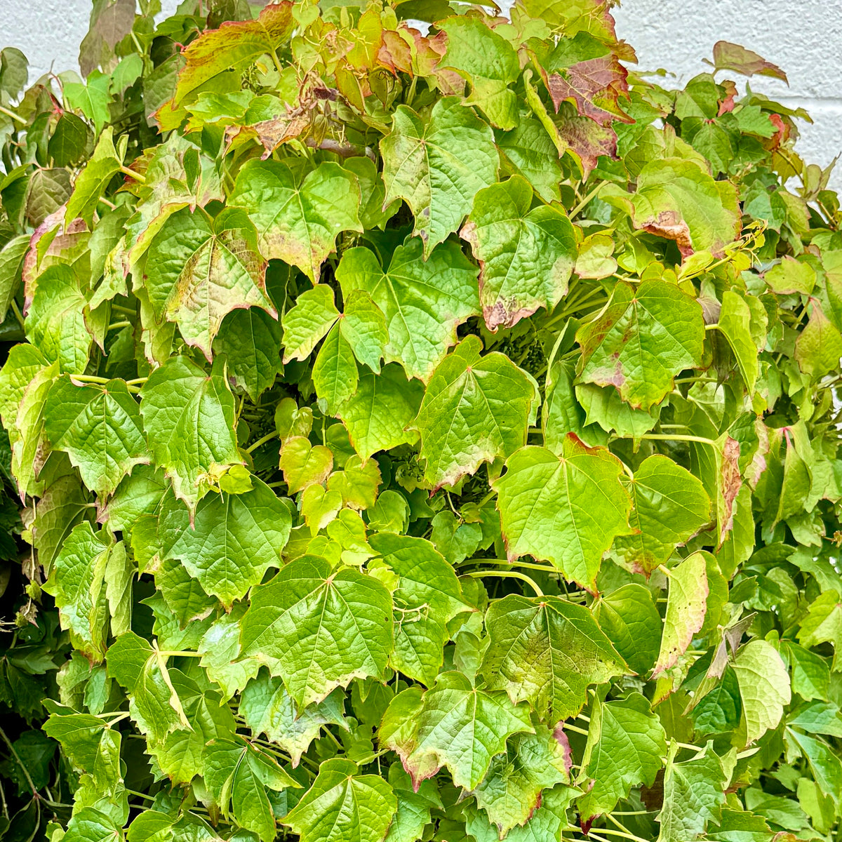 Boston Ivy Vine | C&J Gardening Center