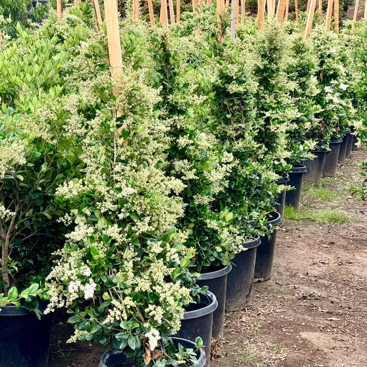 privet ligustrum hedge Wax Leaf Privet