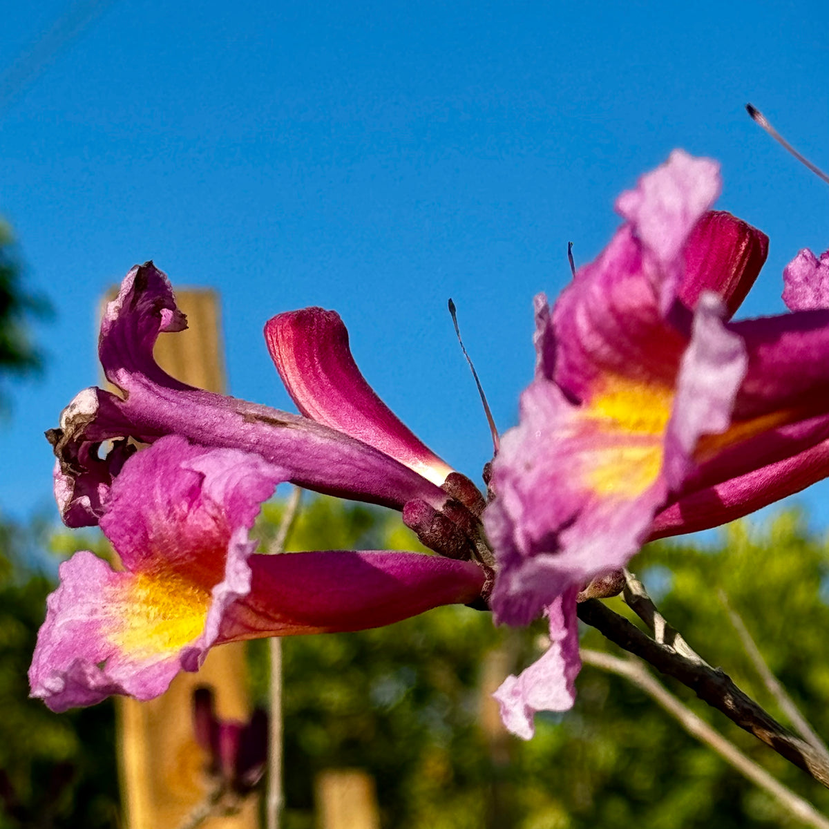lavender tabebuia tree Lavender Trumpet Tree
