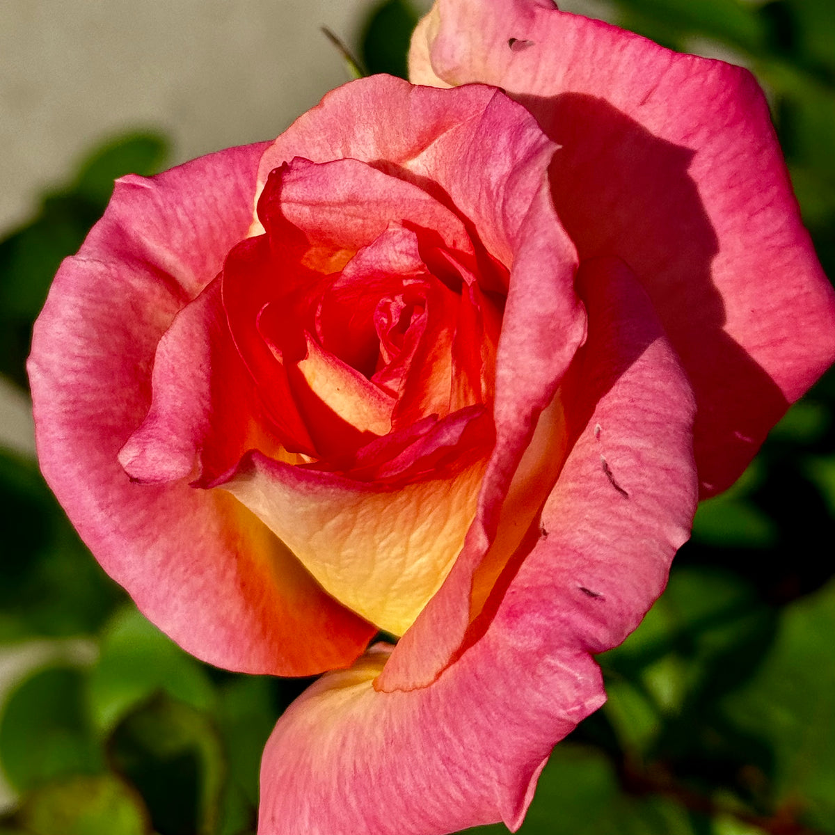Lady Diana Rose | C&J Gardening Center