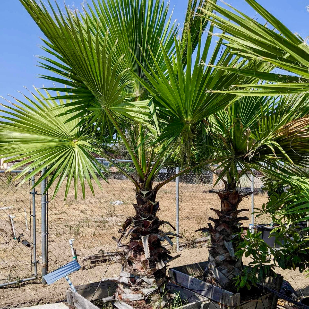 fan palm leaf plant Mexican Fan Palm