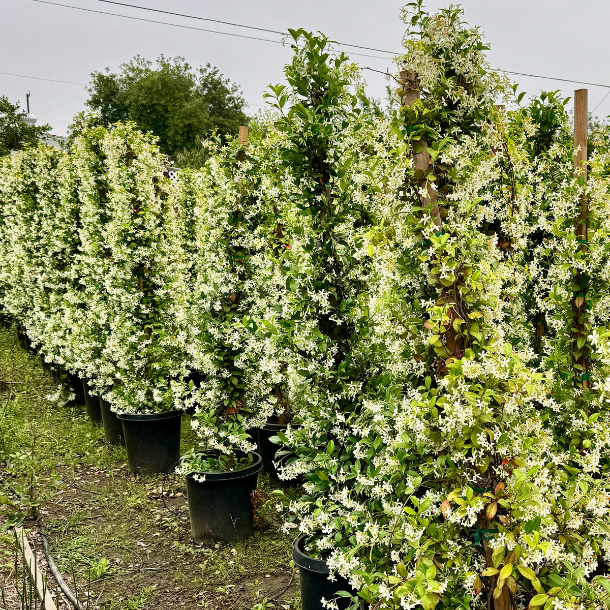jasmine Star Jasmine Vine | C&J Gardening Center