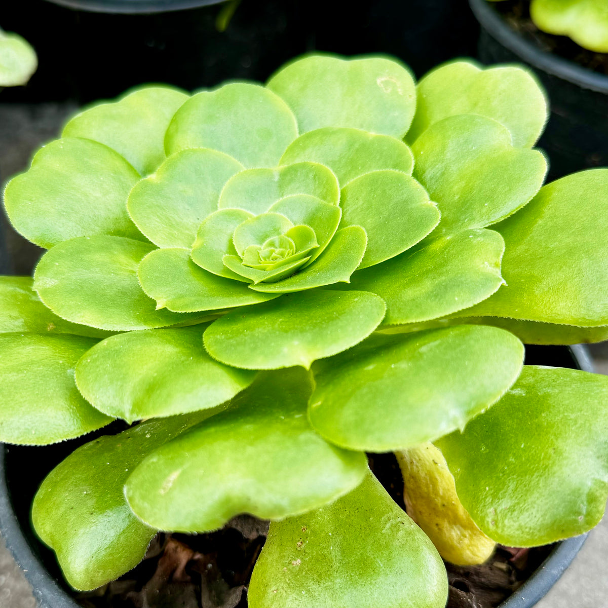 saucer plant succulent Saucer Plant