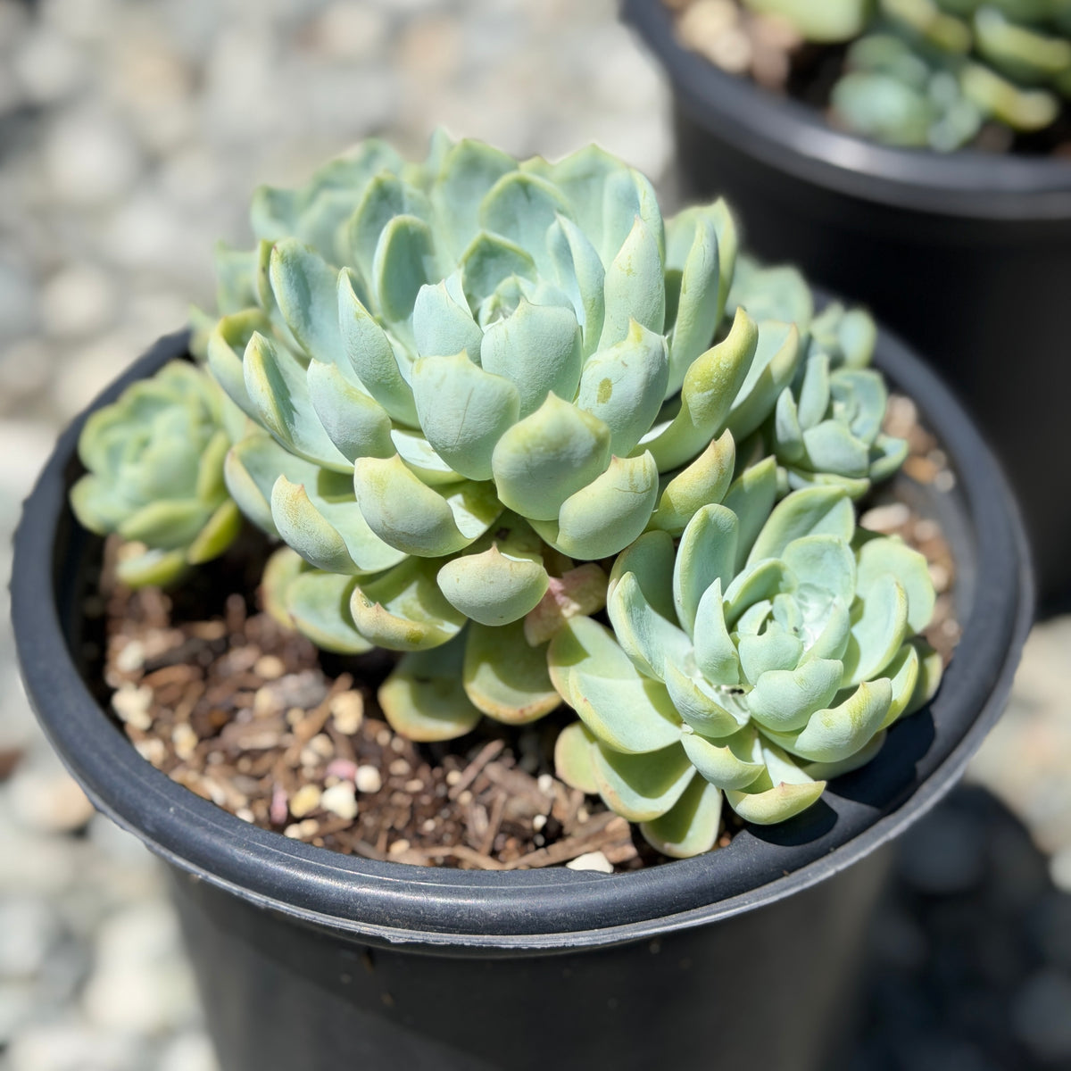 Mexican Snowball Succulent | C&J Gardening Center