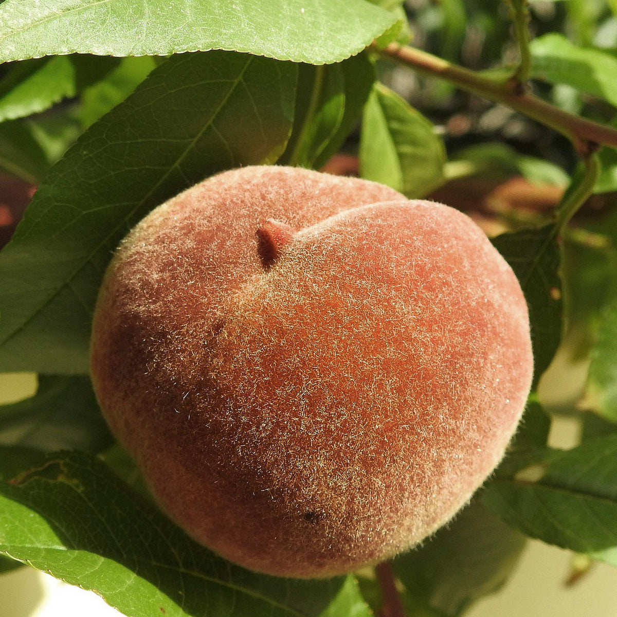 Indian Free White Peach | C&J Gardening Center