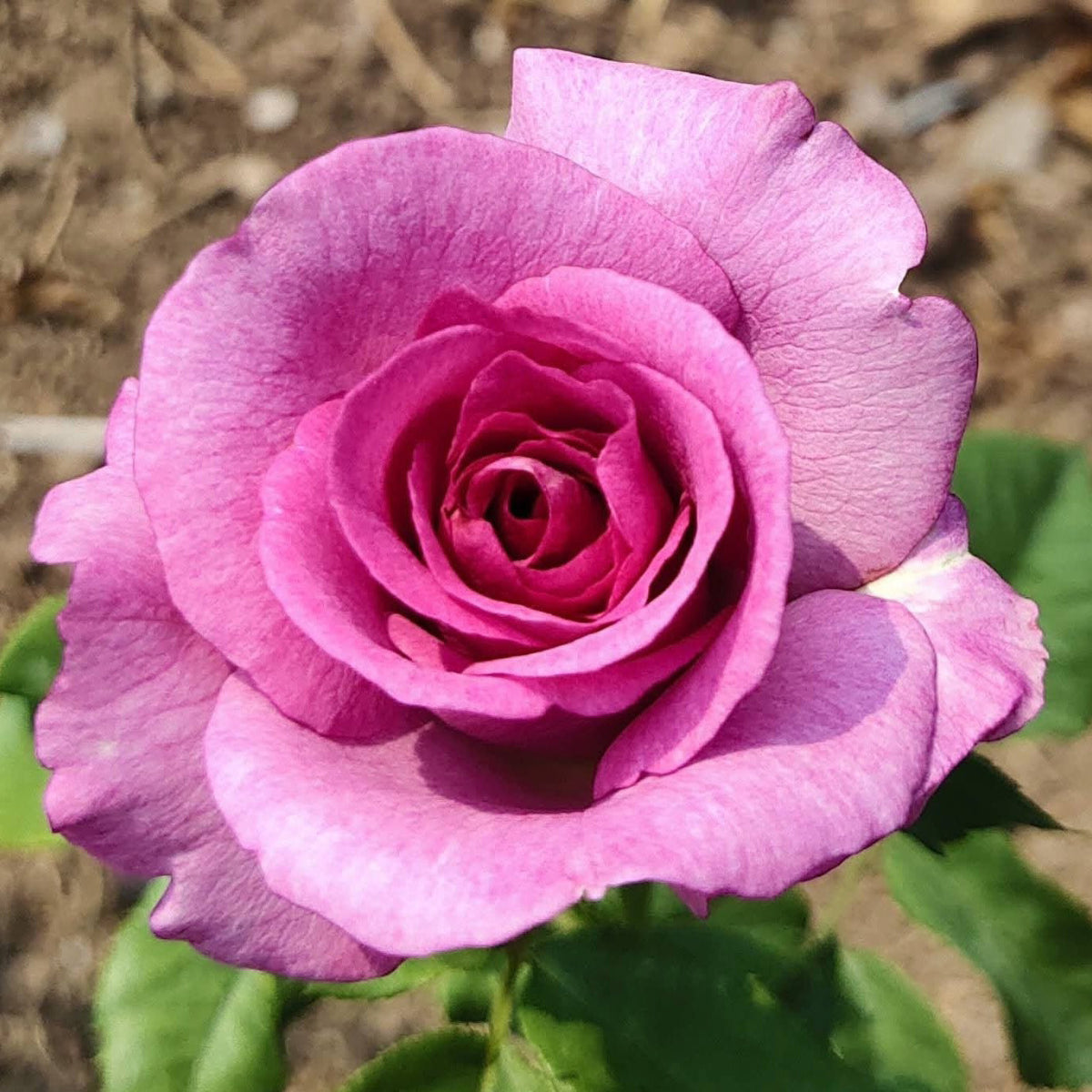 Melody Perfume Rose | C&J Gardening Center