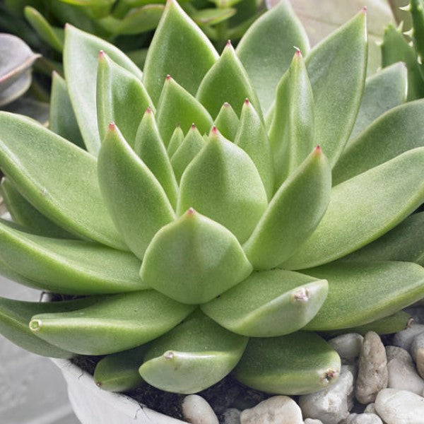 Molded Wax Agave | C&J Gardening Center