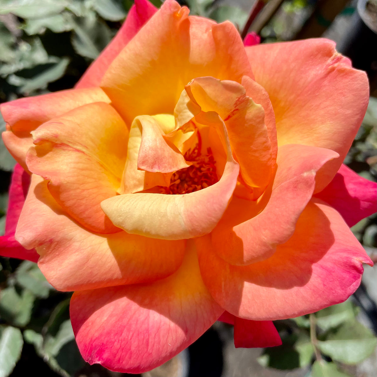 Rio Samba Rose Shrub C&J Gardening Center