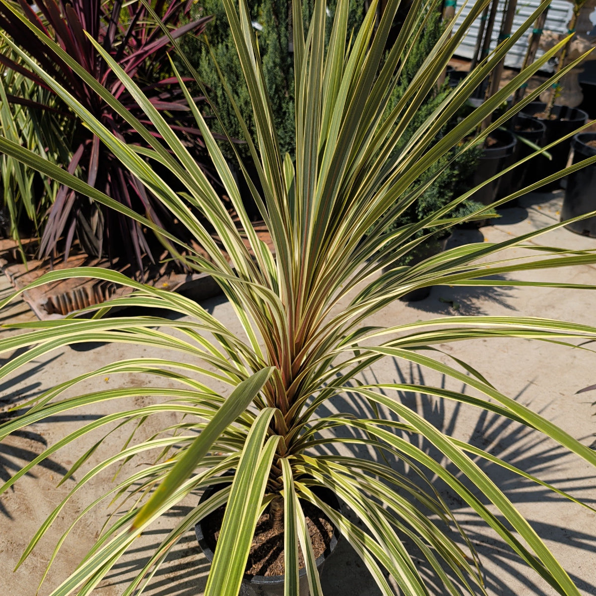 torbay dazzler dracaena palm Torbay Dazzler Grass Palm Desert