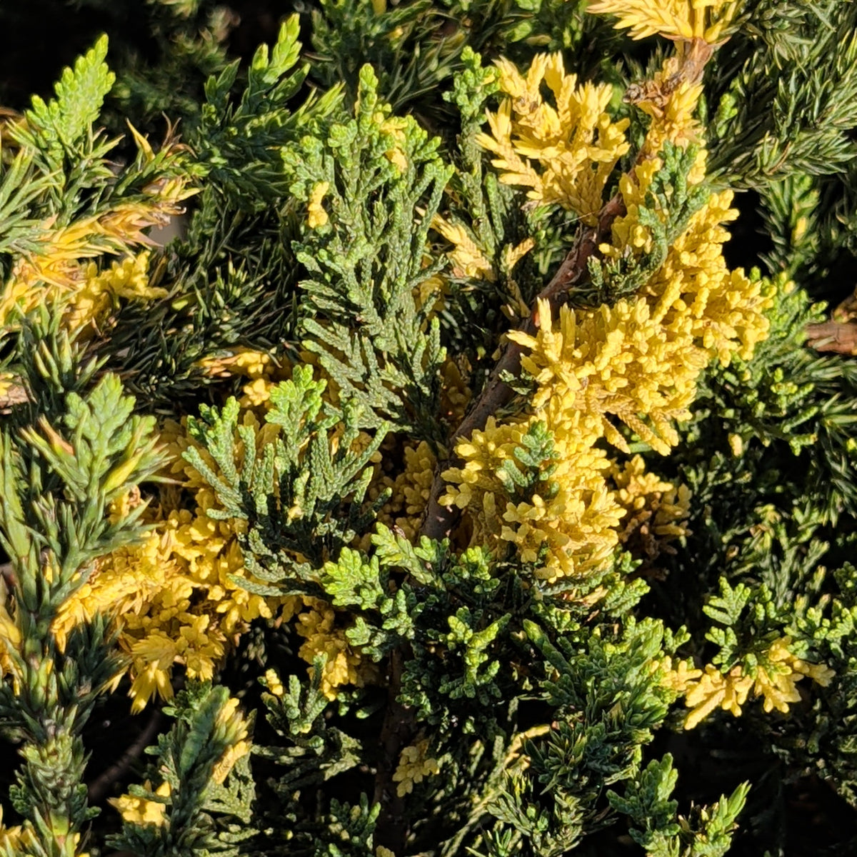 Variegated Juniper Hedge Shrub