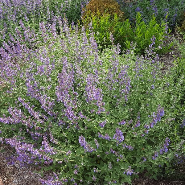 Walker's Low Catmint 