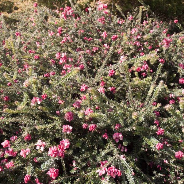 Woolly Grevillea | C&J Gardening Center
