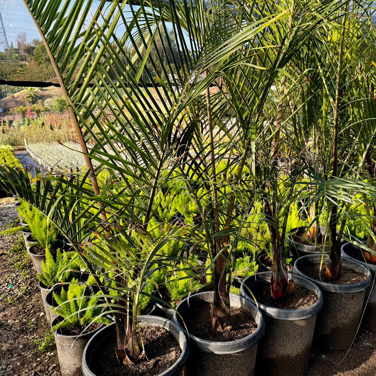 Triangle Palm Palm Tree