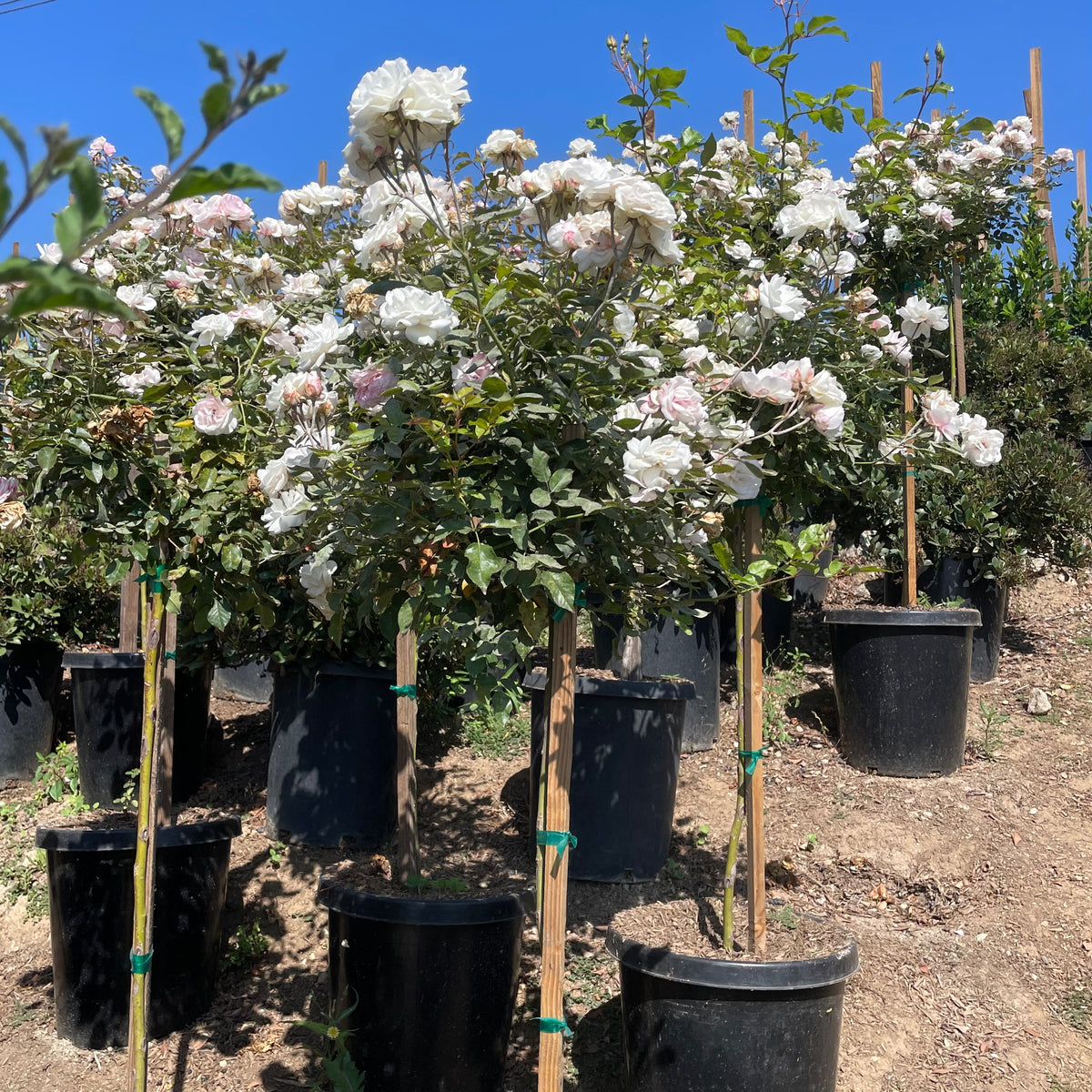 white rose potted plant White Iceberg Rose Tree