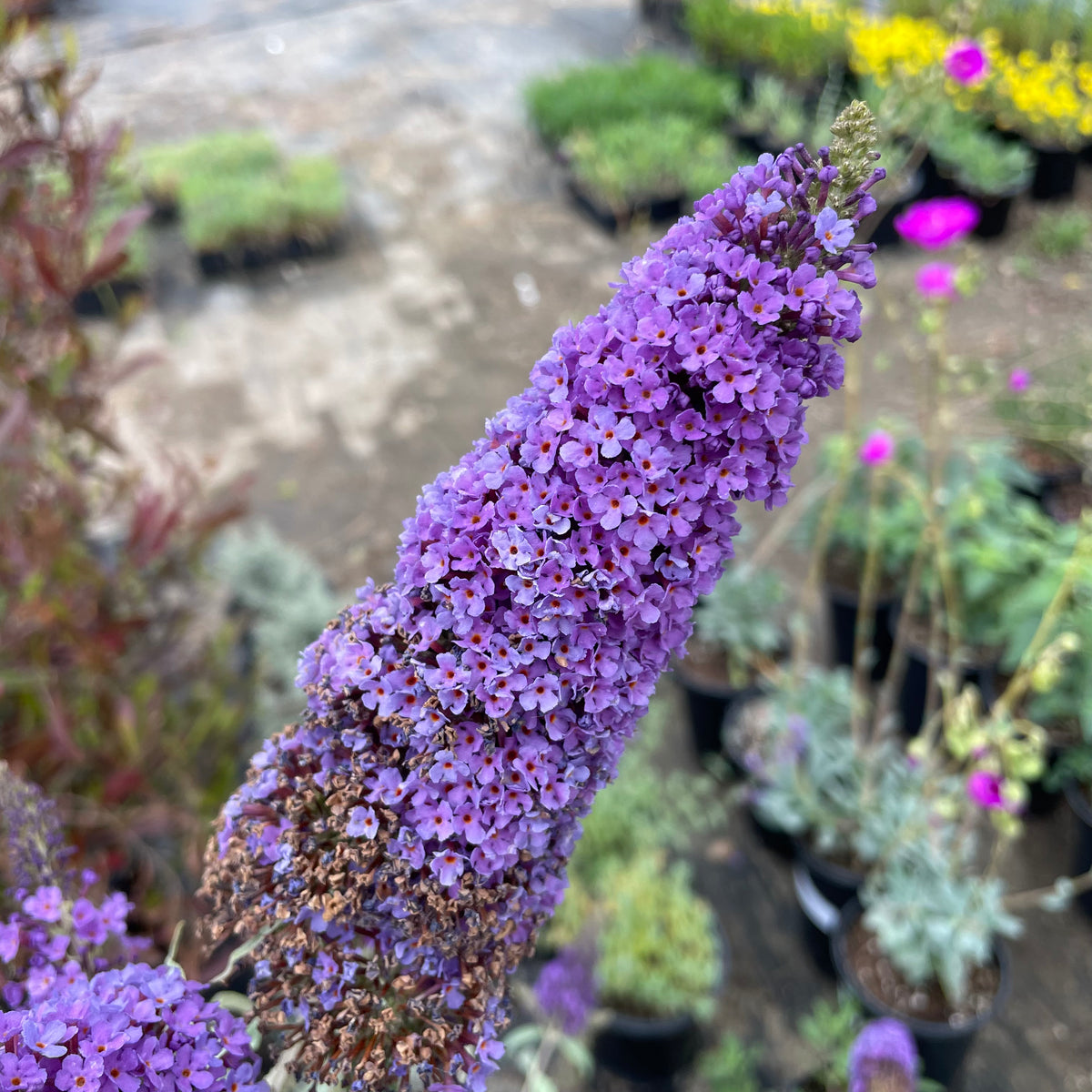 Butterfly Bush | C&J Gardening Center