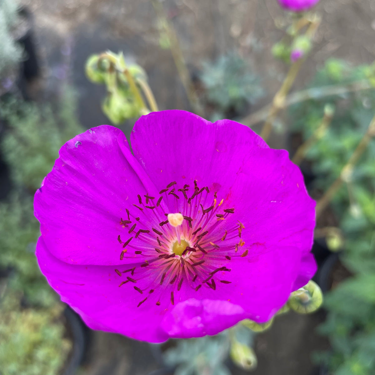 Rock Purslane Desert