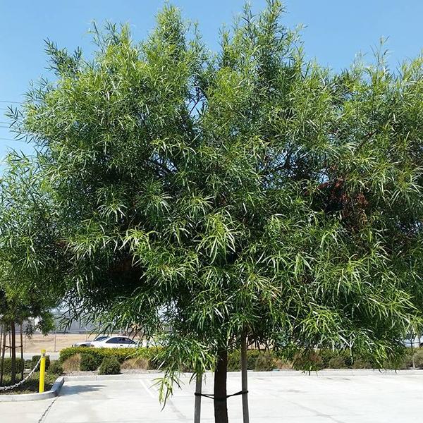 African Sumac C&J Gardening Center