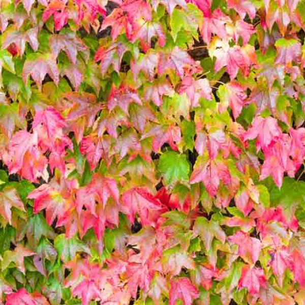 Boston Ivy Vine  C&J Gardening Center