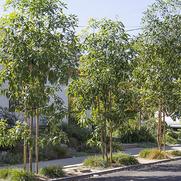 Brisbane Box C&J Gardening Center