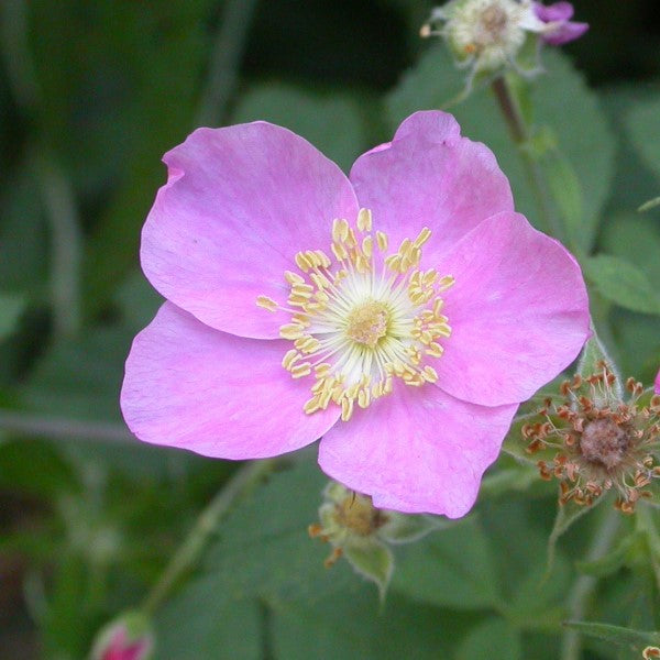 California Wild Rose C&J Gardening Center