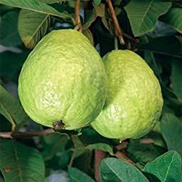 China White Guava